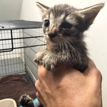 Shiloh -  Domestic Short Hair Cat for Adoption in Parrish, Alabama - Shiloh | PetCurious