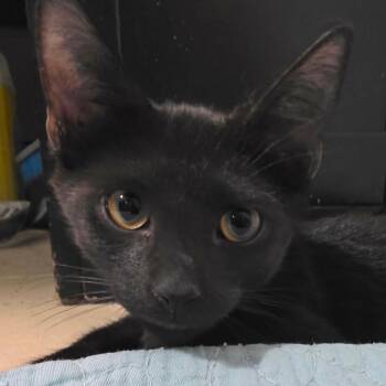 Kettle -  Domestic Short Hair Cat for Adoption in Fort Lauderdale, Florida - Kettle | PetCurious