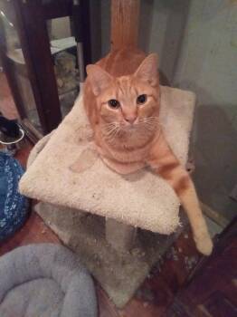 Carat AKA Baby Carat -  Domestic Short Hair Cat for Adoption in Antioch, California - Carat AKA Baby Carat | PetCurious