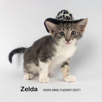 Rescue Domestic Short Hair Cats for Adoption in Yucaipa, California - Zelda | PetCurious
