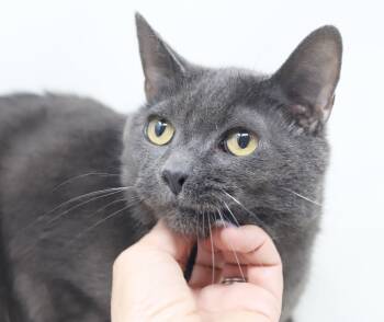 Honeysuckle is a HONEY THERAPY CHONKY BOY - read his sad story - -  Russian Blue Cat for Adoption in Bedford Hills, New York - Honeysuckle Is A HONEY THERAPY CHONKY BOY - Read His Sad Story - | PetCurious