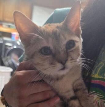 Nala -  Domestic Short Hair Cat for Adoption in Crossville, Tennessee - Nala | PetCurious