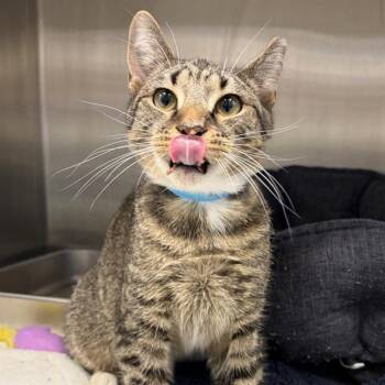 Domestic Short Hair Cats Available for Adoption - DR. MEOW | PetCurious