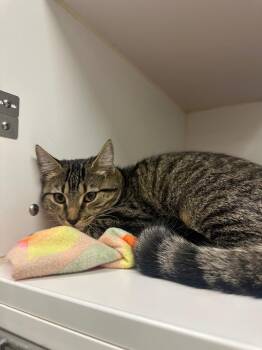 Jill (Mint Hill) -  Domestic Short Hair Cat for Adoption in Johnson City, Tennessee - Jill (Mint Hill) | PetCurious