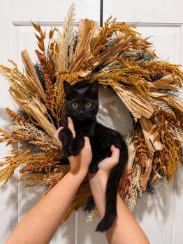 Frak -  Domestic Short Hair Cat for Adoption in Goodyear, Arizona - Frak | PetCurious