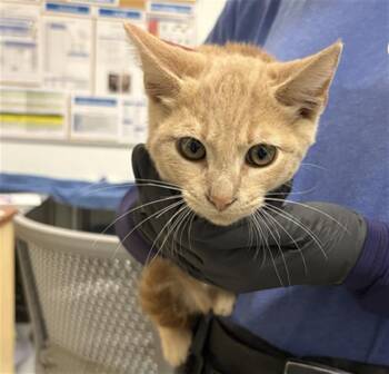 A887772 -  Domestic Short Hair Cat for Adoption in Camarillo, California - A887772 | PetCurious