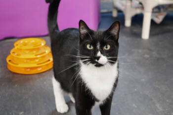 Rescue Domestic Short Hair Cats for Adoption - Jeb | PetCurious