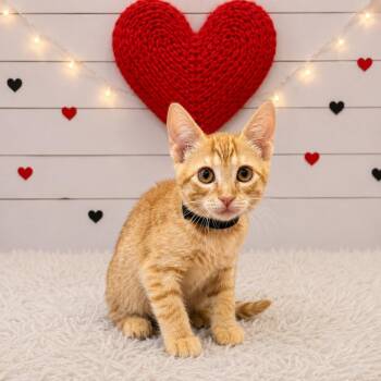 Mazda -  Domestic Short Hair Cat for Adoption in Corpus Christi, Texas - Mazda | PetCurious