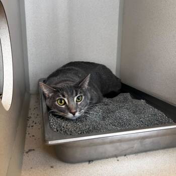 Rescue Domestic Short Hair Cats for Adoption in Rifle, Colorado - Mara | PetCurious