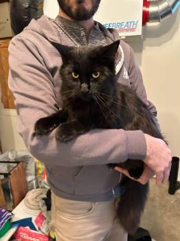 Domestic Short Hair Cats Available for Adoption in Wakefield, Quebec - Salem | PetCurious