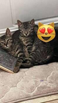 Cocky -  Domestic Short Hair Cat for Adoption in Alafaya, Florida - Cocky | PetCurious