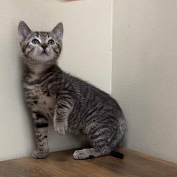 Diego -  Domestic Short Hair Cat for Adoption in Pleasanton, California - Diego | PetCurious