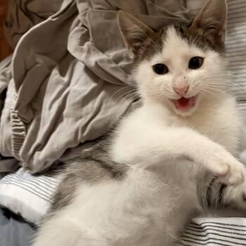 Echo -  Domestic Short Hair Cat for Adoption in Wakefield, Quebec - Echo | PetCurious