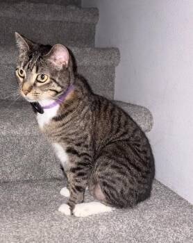 Aly (Courtesy Listing) -  Domestic Short Hair Cat for Adoption in Williamsburg, Iowa - Aly (Courtesy Listing) | PetCurious