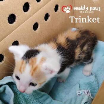 Rescue Domestic Short Hair Cats for Adoption in Council Bluffs, Iowa - Trinket | PetCurious