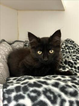 Rescue Domestic Long Hair Cats for Adoption in Hayward, California - TIGRESS | PetCurious