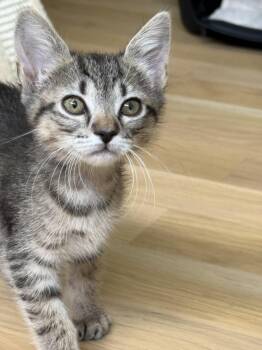 Domestic Short Hair Cats Available for Adoption in Fort Worth, Texas - Honey | PetCurious