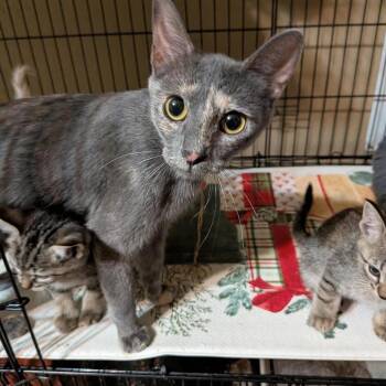 Arya -  Domestic Short Hair Cat for Adoption in Bentonville, Arkansas - Arya | PetCurious