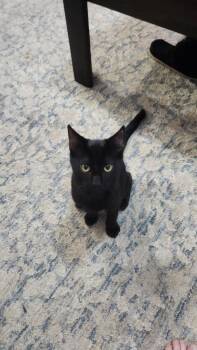 Noodle -  Domestic Short Hair Cat for Adoption in Millcreek, Utah - Noodle | PetCurious