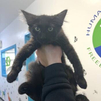 Church -  Domestic Long Hair Cat for Adoption in Albert Lea, Minnesota - Church | PetCurious