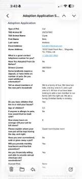 Domestic Short Hair Cats Available for Adoption - Clyde | PetCurious