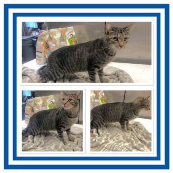 BENEDICT -  Domestic Short Hair Cat for Adoption in Buckhannon, West Virginia - BENEDICT | PetCurious