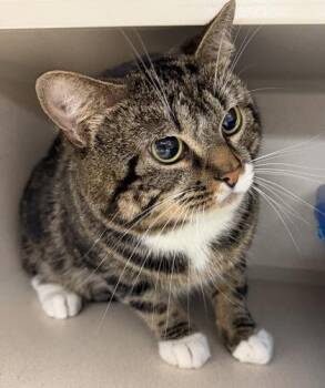 Logan -  Domestic Short Hair Cat for Adoption in Salem, New Hampshire - Logan | PetCurious