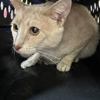 Sammy Senior Age 10 Lost His Home -Coming In -  Domestic Short Hair Cat for Adoption in Clifton, New Jersey - Sammy Senior Age 10 Lost His Home -Coming In | PetCurious