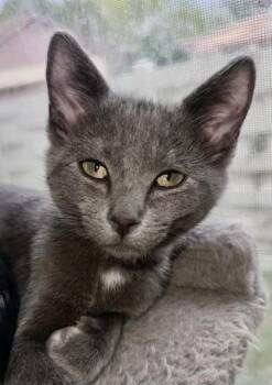 Domestic Short Hair Cats Available for Adoption in Boone, Colorado - Arturo | PetCurious