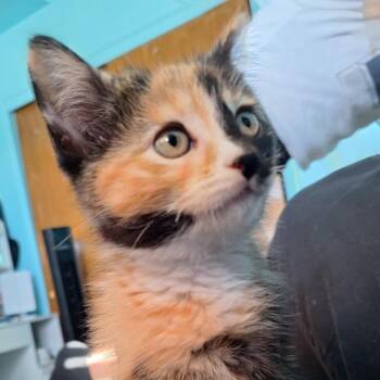 Domestic Short Hair Cats Available for Adoption in Grantsville, Utah - Amberlyn Aka Honey Bunch | PetCurious