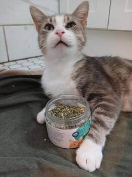 Tsuki -  Domestic Short Hair Cat for Adoption in Liverpool, Texas - Tsuki | PetCurious