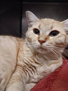 Sunflower -  Domestic Short Hair Cat Available for Adoption in New Braunfels, Texas - Sunflower | PetCurious
