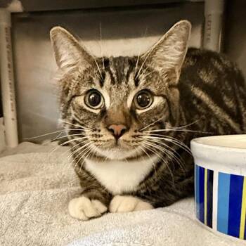 Domestic Short Hair Cats Available for Adoption in Palm Springs, California - Fitz | PetCurious