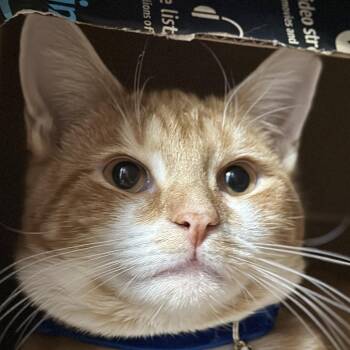Domestic Short Hair Cats Available for Adoption - Sundance | PetCurious