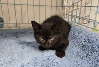 Sierra -  Domestic Short Hair Cat for Adoption in Gainesville, Florida - Sierra | PetCurious