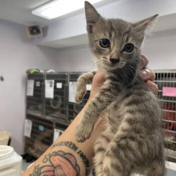 1197-C26 -  Domestic Short Hair Cat for Adoption in Port Charlotte, Florida - 1197-C26 | PetCurious