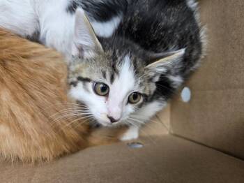 GARDENIA -  Domestic Short Hair Cat for Adoption in Antioch, California - GARDENIA | PetCurious