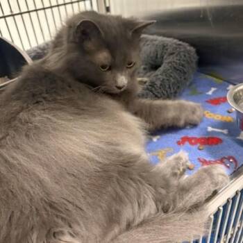 Jasper -  Domestic Long Hair Cat for Adoption in Allen, Texas - Jasper | PetCurious