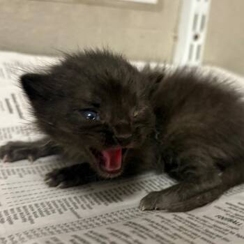 Domestic Short Hair Cats Available for Adoption in Yuma, Arizona - Nicole | PetCurious