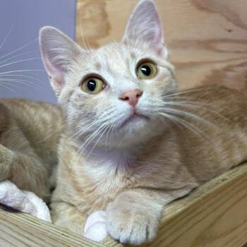 Domestic Short Hair Cats Available for Adoption - Lisa Frank | PetCurious