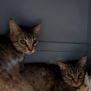 Cosmo -  Domestic Short Hair Cat Available for Adoption in Fairport, New York - Cosmo | PetCurious