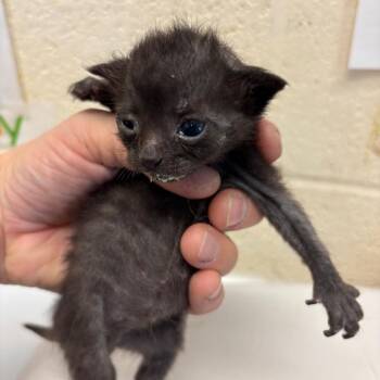 Venice -  Domestic Short Hair Cat for Adoption in Memphis, Tennessee - Venice | PetCurious
