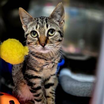 Rescue Domestic Short Hair Cats for Adoption in Byron Center, Michigan - Lois | PetCurious