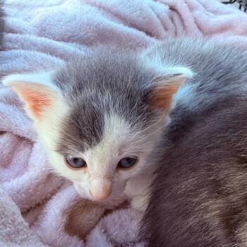 Bugsy -  Domestic Short Hair Cat for Adoption in Layton, Utah - Bugsy | PetCurious