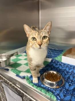 Domestic Short Hair Cats Available for Adoption in North Miami Beach, Florida - Lucy | PetCurious