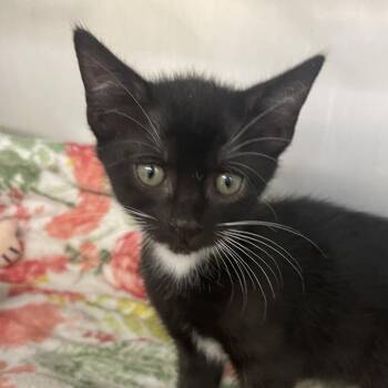 Nebula -  Domestic Short Hair Cat for Adoption in West Palm Beach, Florida - Nebula | PetCurious