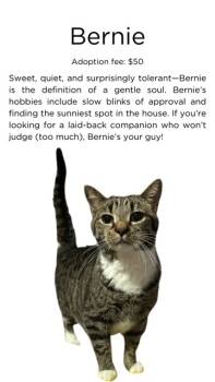 Rescue Domestic Short Hair Cats for Adoption in Springfield, Illinois - Bernie | PetCurious