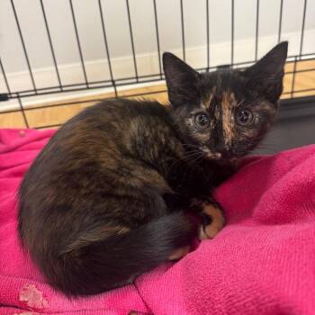 Miss Spicy Latte -  Domestic Short Hair Cat for Adoption in Buellton, California - Miss Spicy Latte | PetCurious