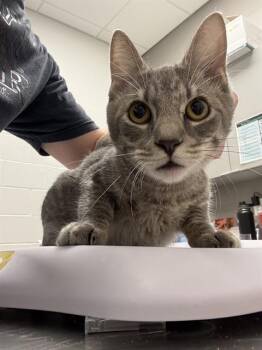 CHARLIE -  Domestic Short Hair Cat for Adoption in Indianapolis, Indiana - CHARLIE | PetCurious
