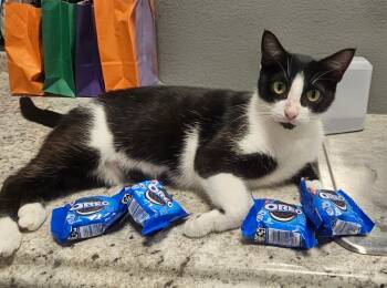 Oreo -  Domestic Short Hair Cat for Adoption in Palm Harbor, Florida - Oreo | PetCurious